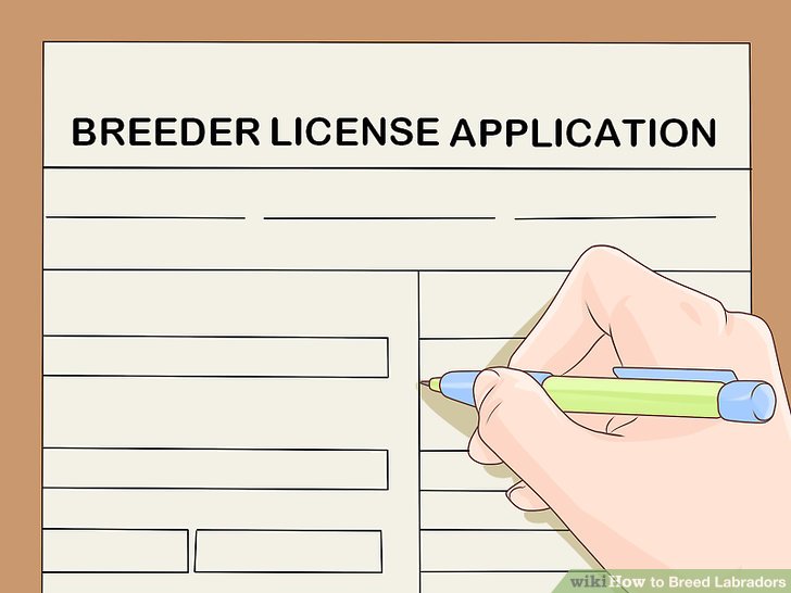 How to become a licensed breeder dog